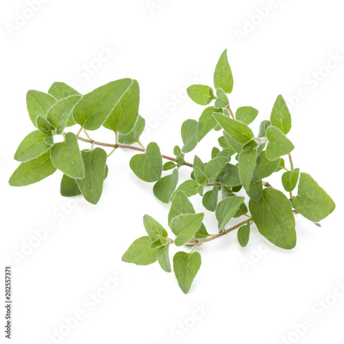 Oregano or marjoram leaves isolated on white background cutout