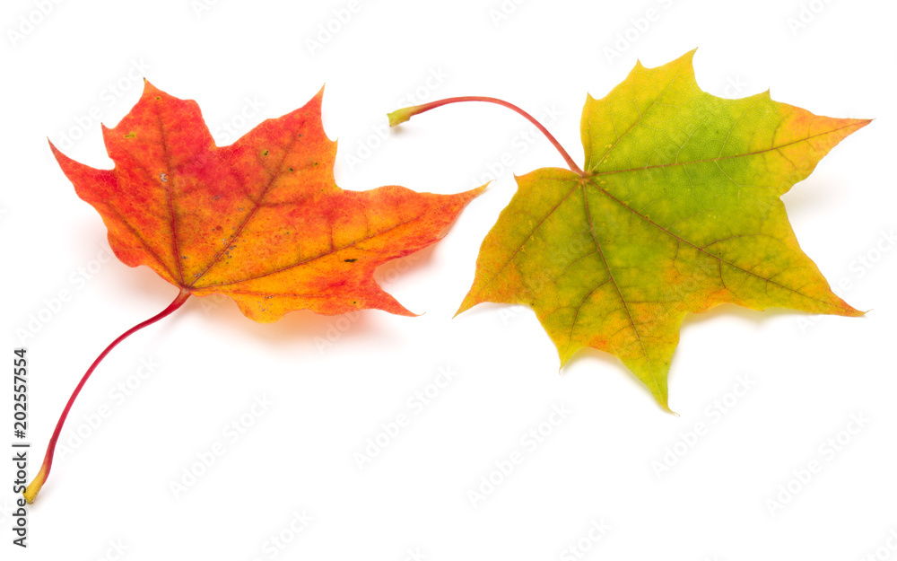 colorful autumn maple leaf isolated on white colorful autumn maple leaf isolated on white