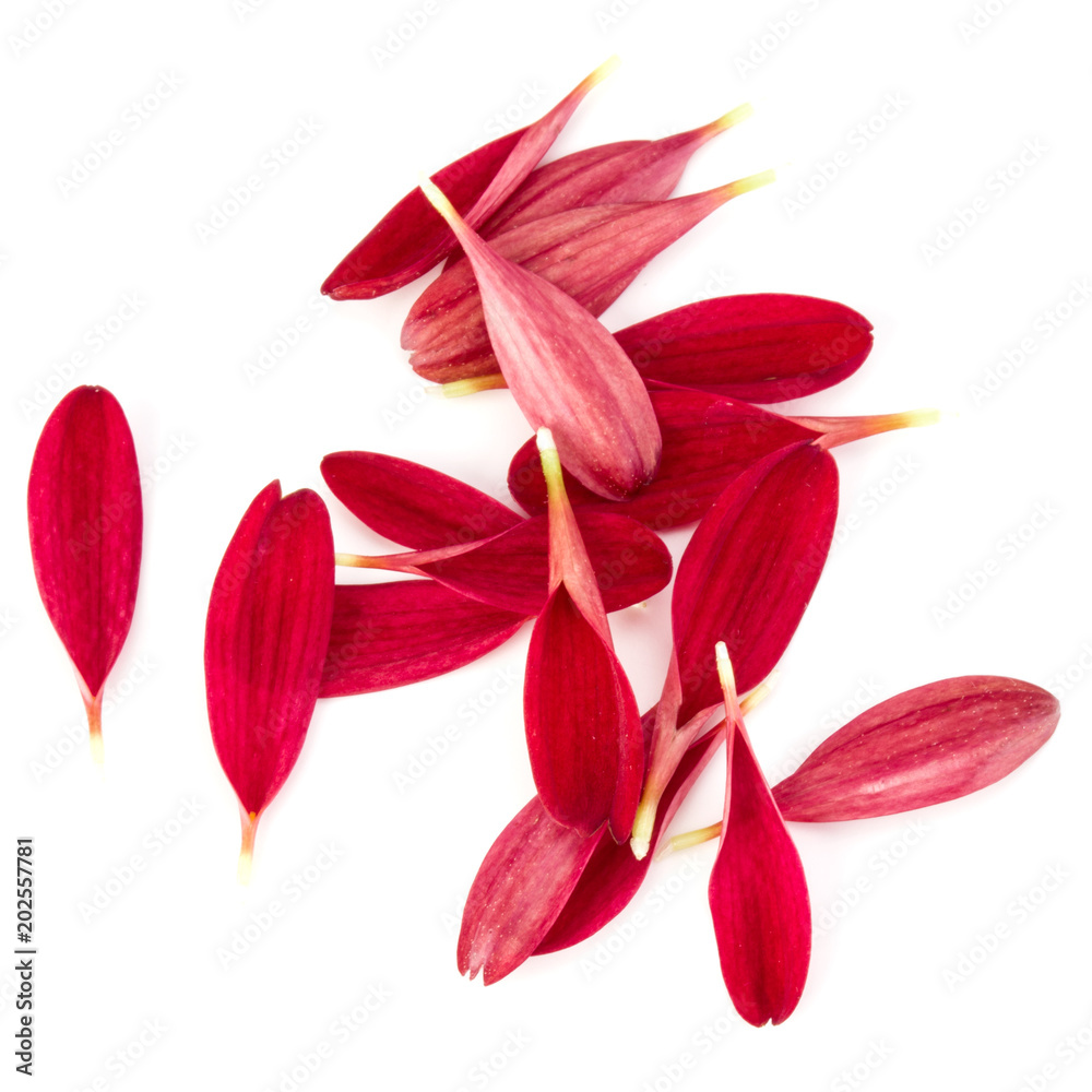 Red chrysanthemum flower petals isolated on white background