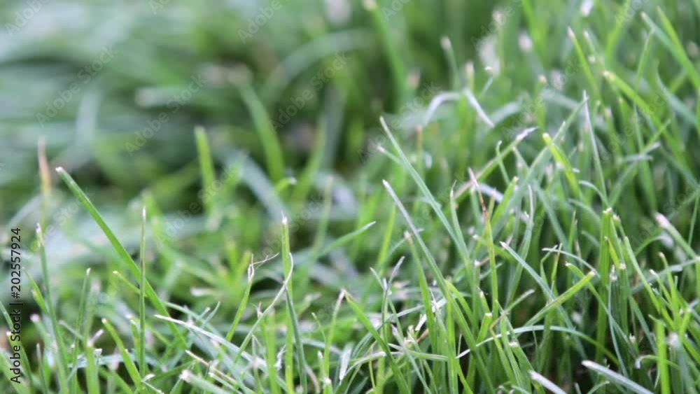 grass blowing in the wind grass blowing in the wind