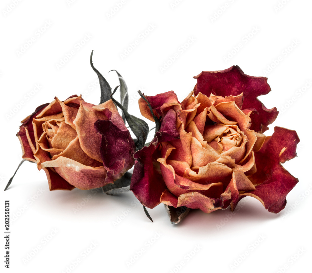 dried rose flower head isolated on white background cutout dried rose flower head isolated on white background cutout