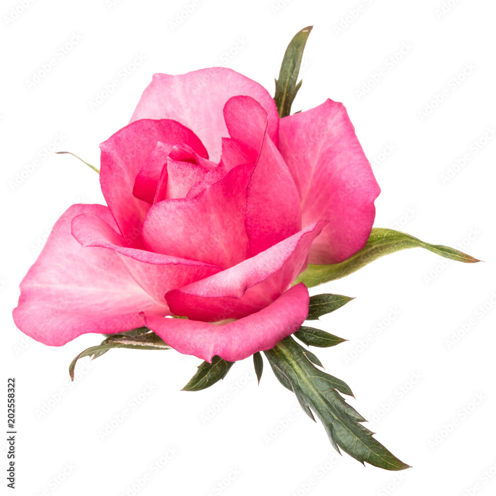 one pink rose flower isolated on white background cutout