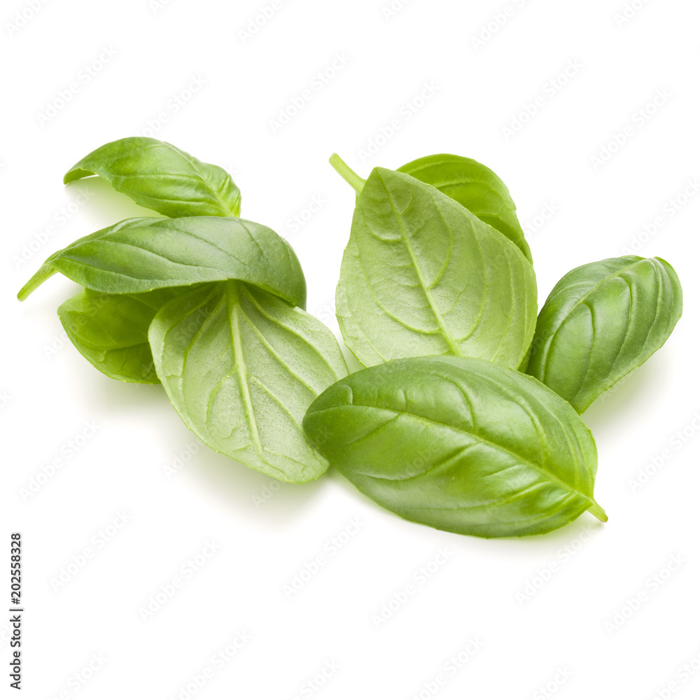 Obraz premium Sweet basil herb leaves handful isolated on white background closeup