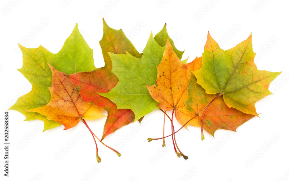 colorful autumn maple leaf isolated on white background