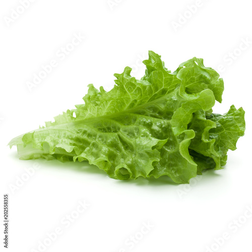 fresh green lettuce salad leaves isolated on white background