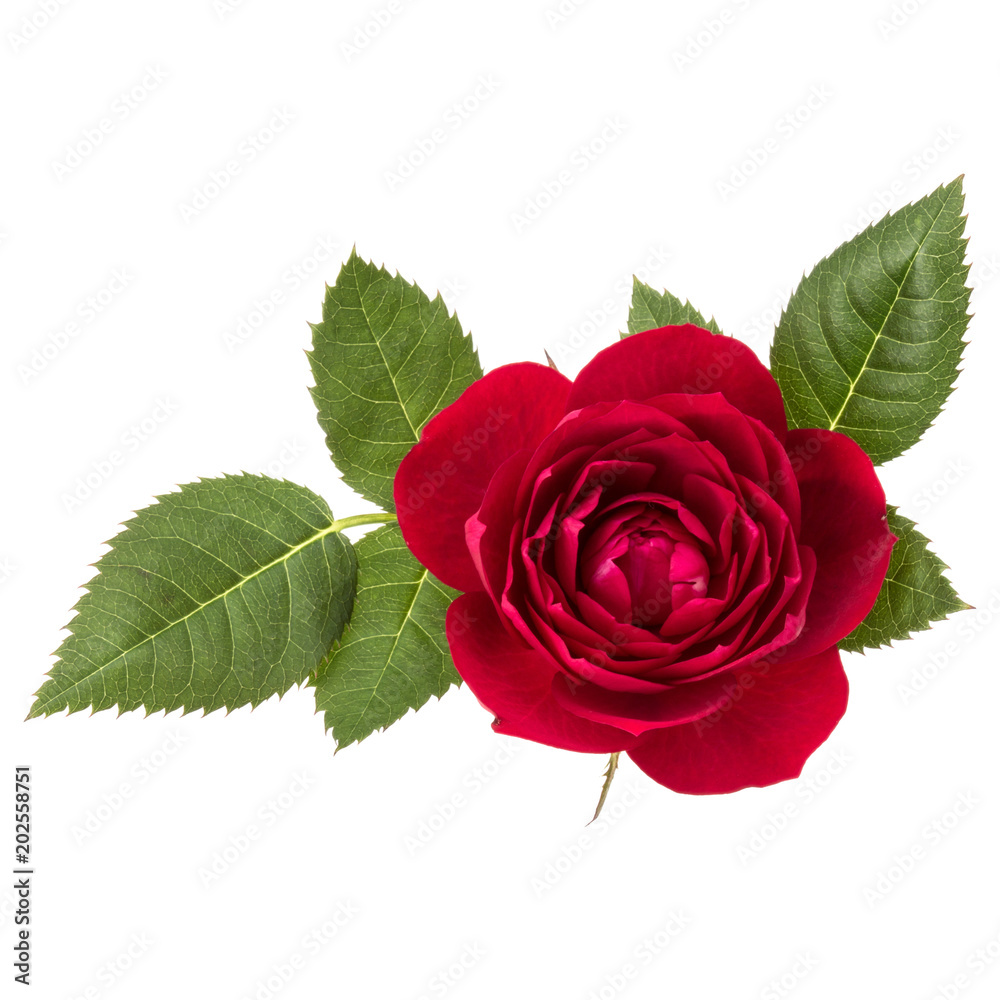 one red rose flower with leaves isolated on white background cutout ...