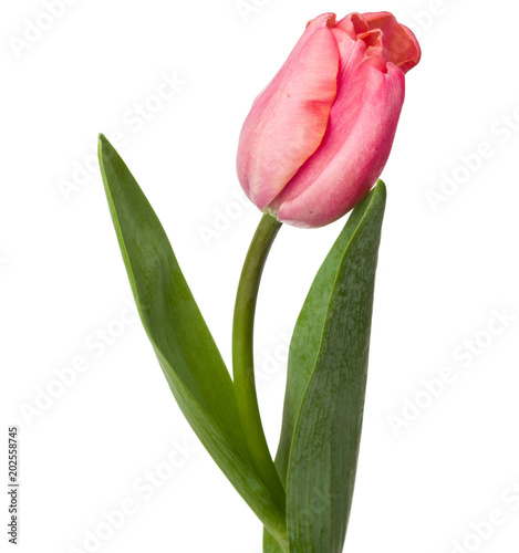 one pink tulip flower isolated on white background © Natika