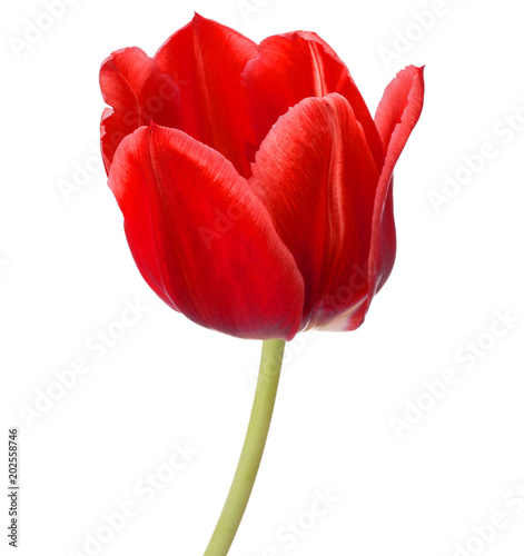 red tulip flower head isolated on white background #202558746