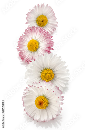 Fototapeta Naklejka Na Ścianę i Meble -  Beautiful daisy flowers isolated on white background cutout