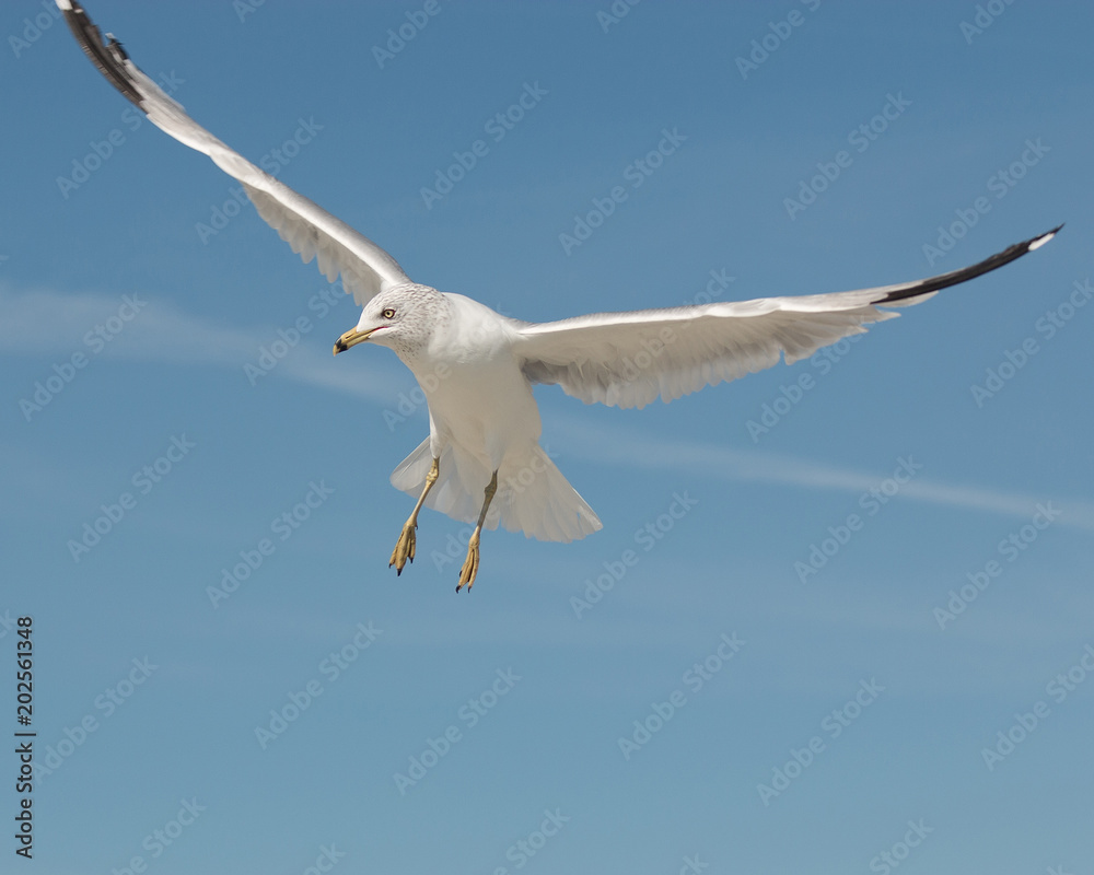 Soaring Seagull