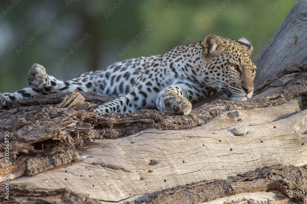 Obraz premium Lazing leopard