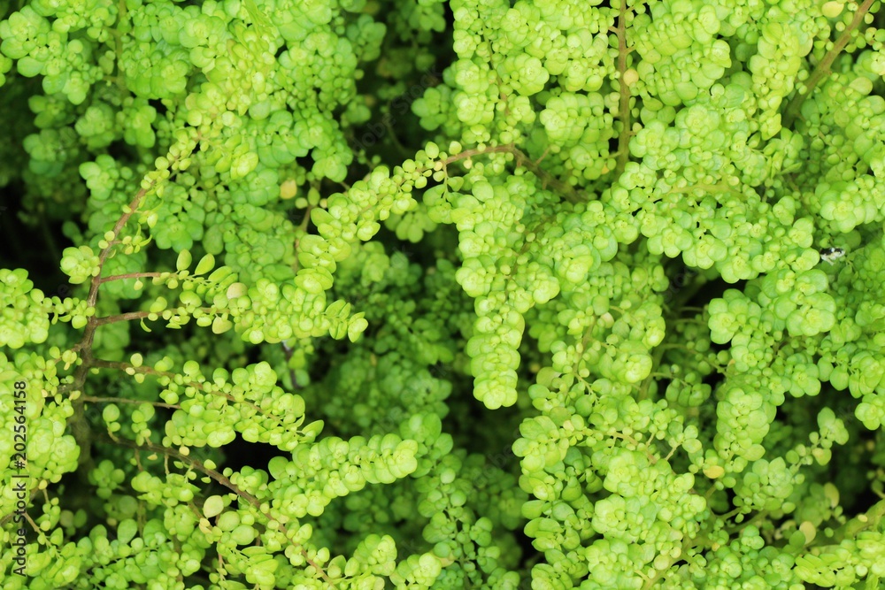 Fern in garden with nature