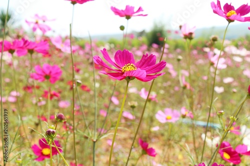 Beautiful cosmos colorful flowers in the garden © seagames50
