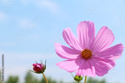 Beautiful cosmos colorful flowers in the garden