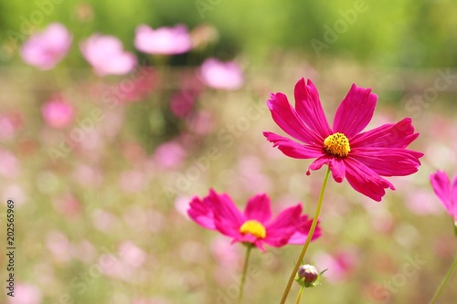 Beautiful cosmos colorful flowers in the garden