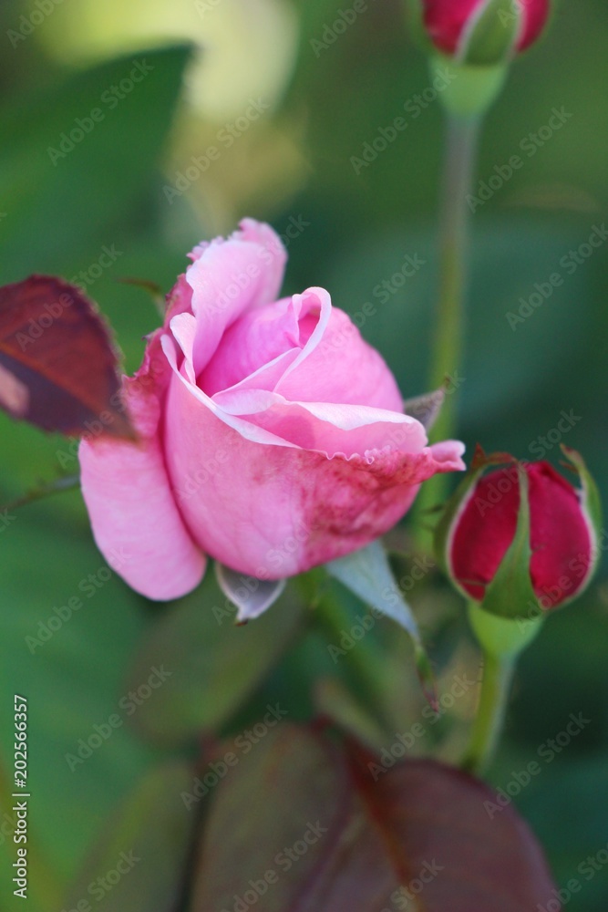 Beautiful roses is blooming in the garden