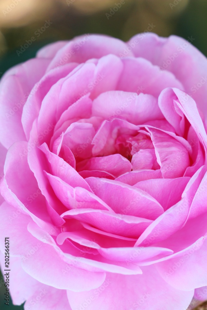 Beautiful roses is blooming in the garden Beautiful roses is blooming in the garden
