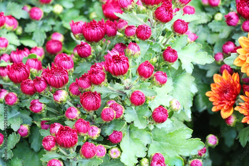 Chrysanthemums flower is beautiful in the garden Chrysanthemums flower is beautiful in the garden