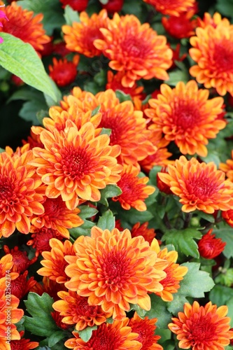 Chrysanthemums flower is beautiful in the garden © seagames50