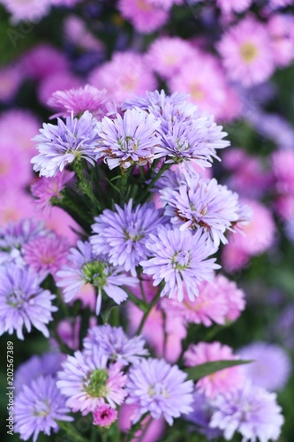 Chrysanthemums flower is beautiful in the garden