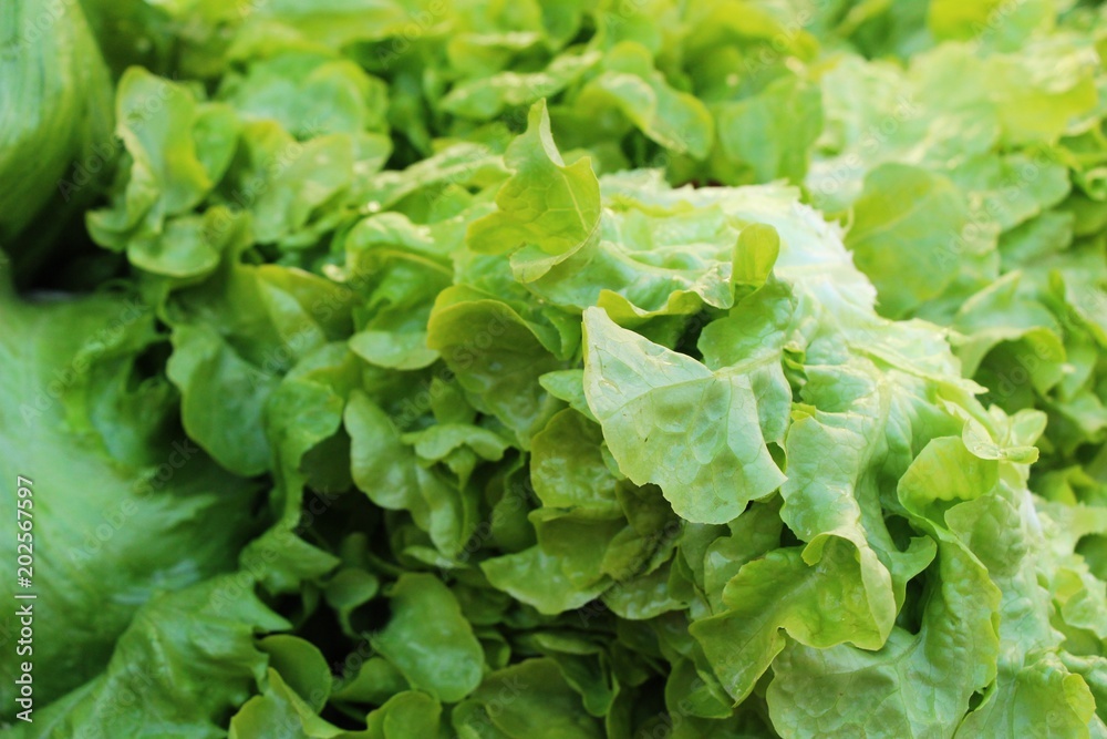 Fresh lettuce for cooking at street food