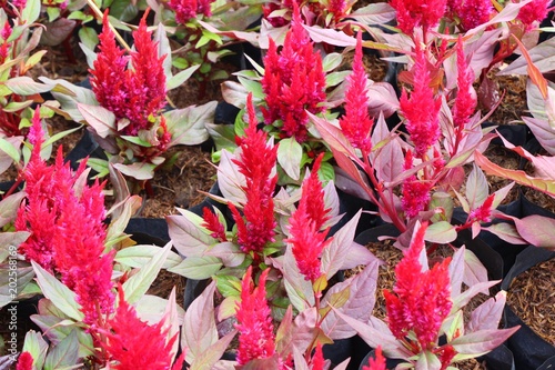 Beautiful celosia argentea flowers with the nature