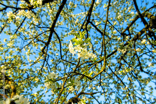  cherry blossom on a blue sky