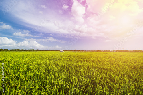 Beautiful Rice Field  Paddy Field