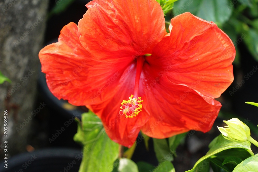 Hibiscus flower at beautiful in the nature Hibiscus flower at beautiful in the nature