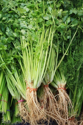 Fresh coriander for cooking in the market