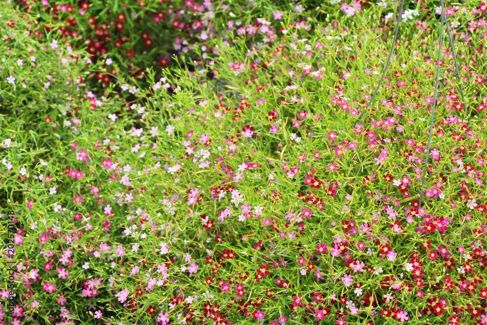 Pink gypsophila flower beautiful in the nature