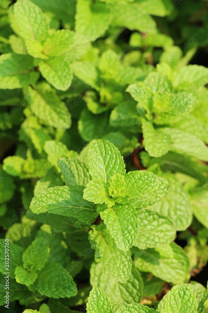 Pepper mint leaves in garden with nature Pepper mint leaves in garden with nature