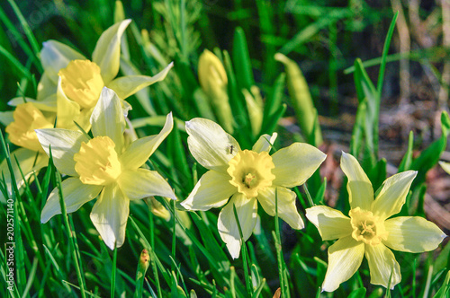 Blooming Yellow Daffodils