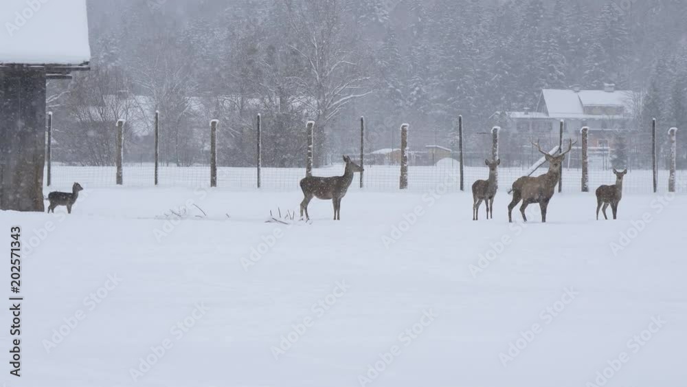 Herd of deer on a winter day Herd of deer on a winter day