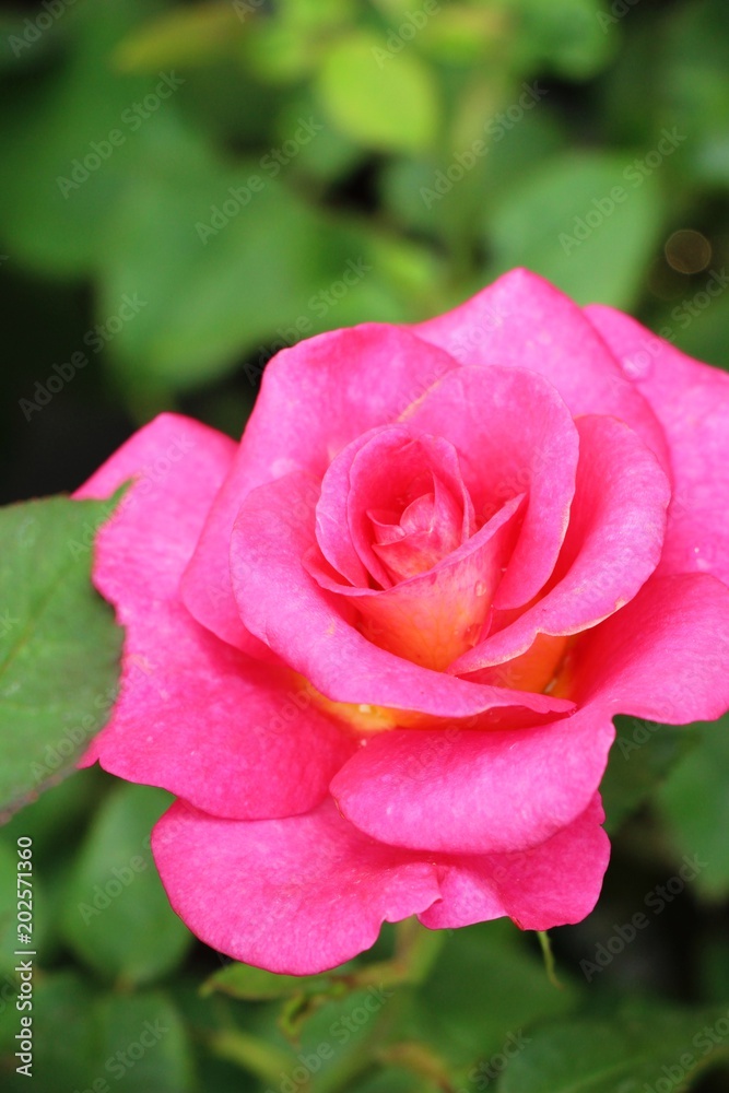 Beautiful roses is blooming in the garden Beautiful roses is blooming in the garden