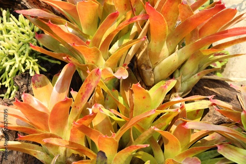 Bromeliad flower in the garden with nature