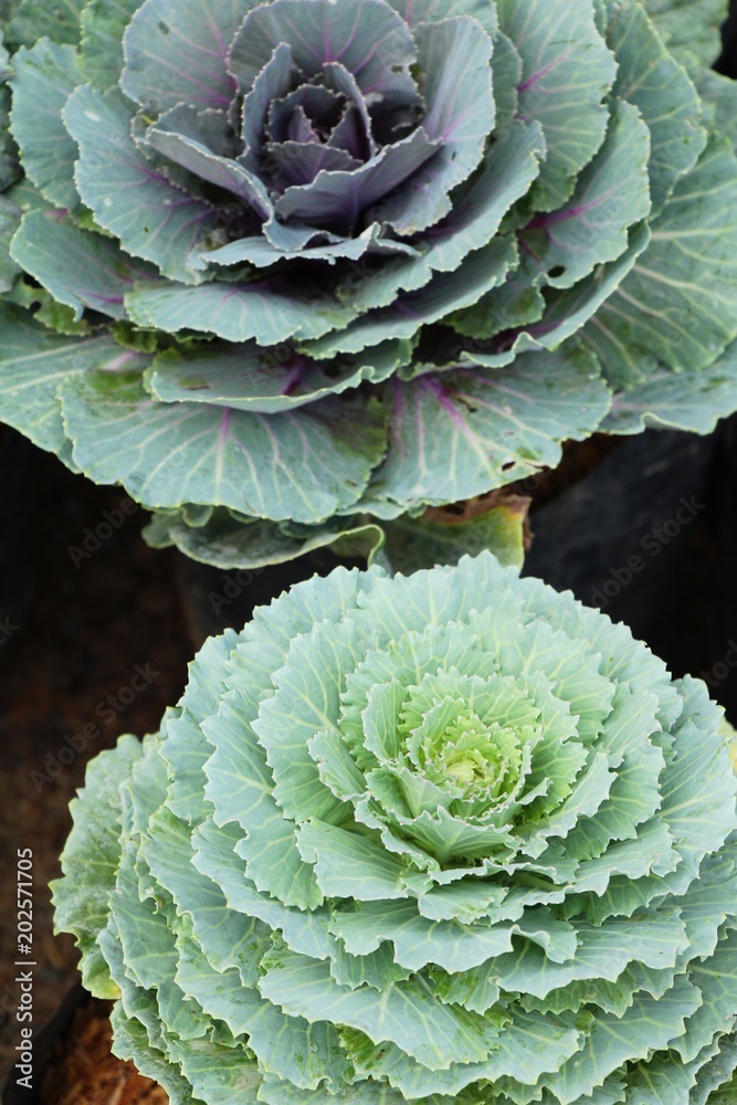 Head cabbage in the garden with nature Head cabbage in the garden with nature