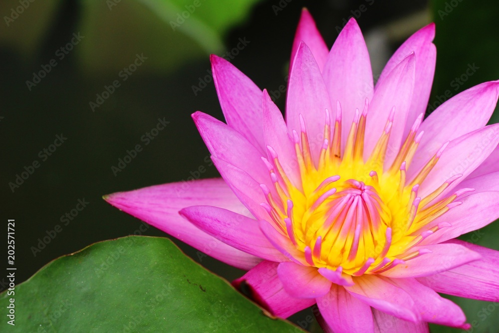 Beautiful lotus in the pond with nature
