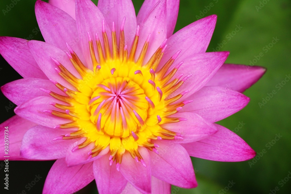 Beautiful lotus in the pond with nature Beautiful lotus in the pond with nature