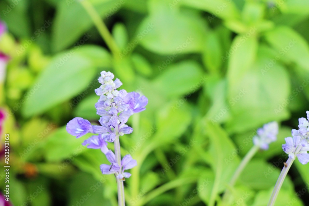 Purple salvia flowers at beautiful in garden Purple salvia flowers at beautiful in garden