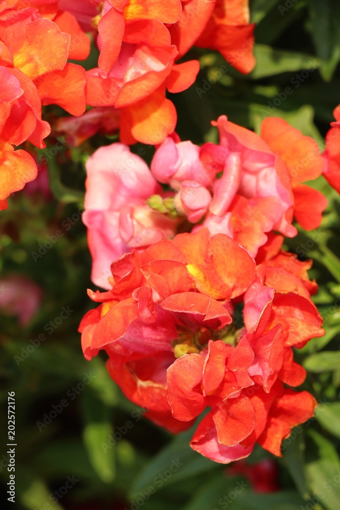 Beautiful bloom colorful flowers in the garden Beautiful bloom colorful flowers in the garden