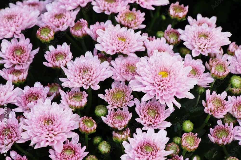 Chrysanthemums flower is beautiful in the garden Chrysanthemums flower is beautiful in the garden