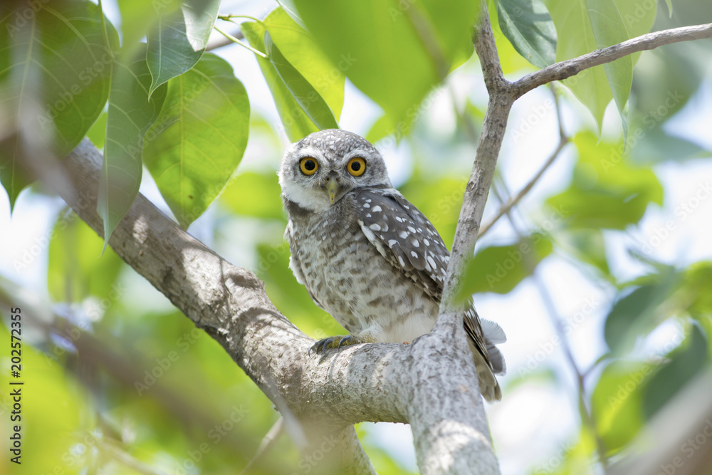 Spotted owlet on branch. This common resident species has been captured at Suan Luang Park, Bangkok, Thailand. Spotted owlet on branch. This common resident species has been captured at Suan Luang Park, Bangkok, Thailand.