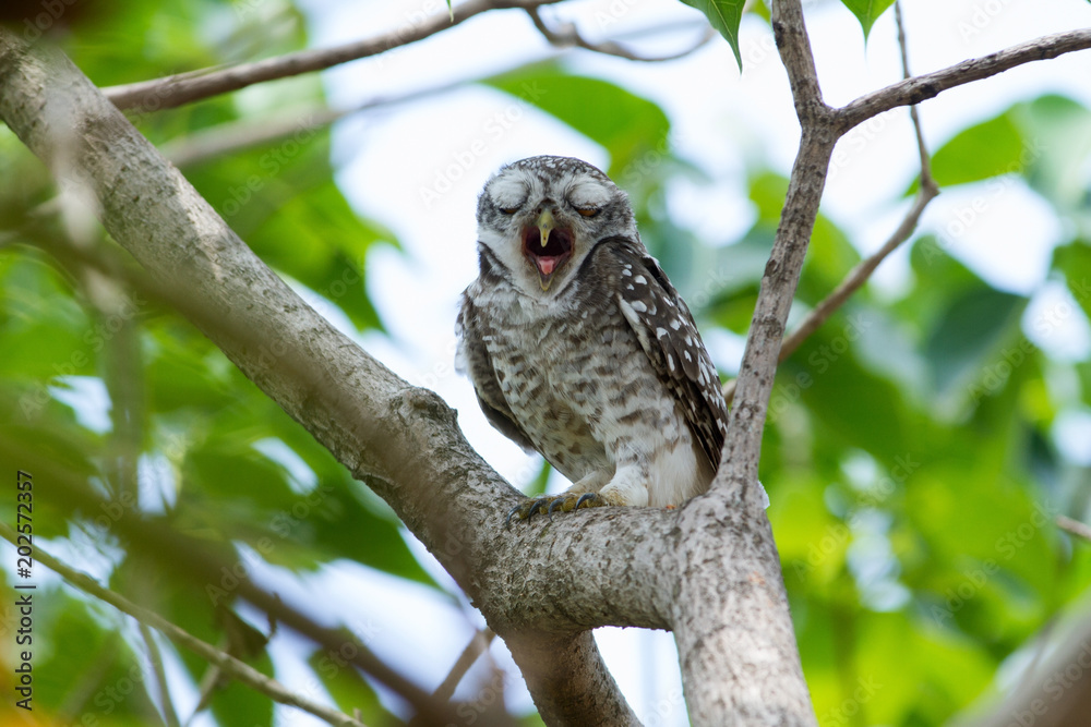 Spotted owlet on branch. This common resident species has been captured at Suan Luang Park, Bangkok, Thailand. Spotted owlet on branch. This common resident species has been captured at Suan Luang Park, Bangkok, Thailand.