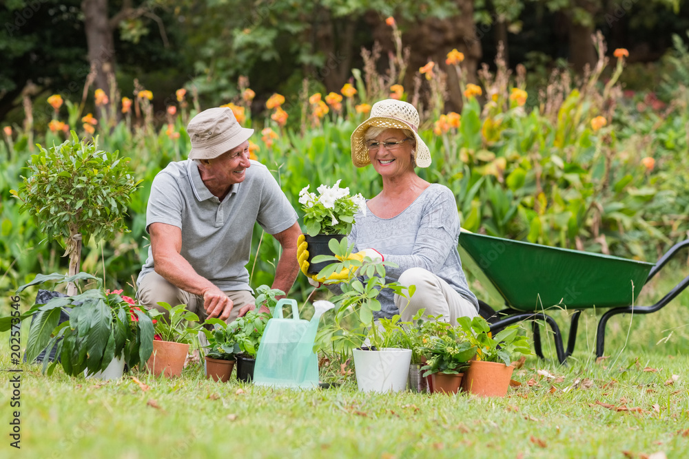 Obraz premium Happy grandmother and grandfather gardening