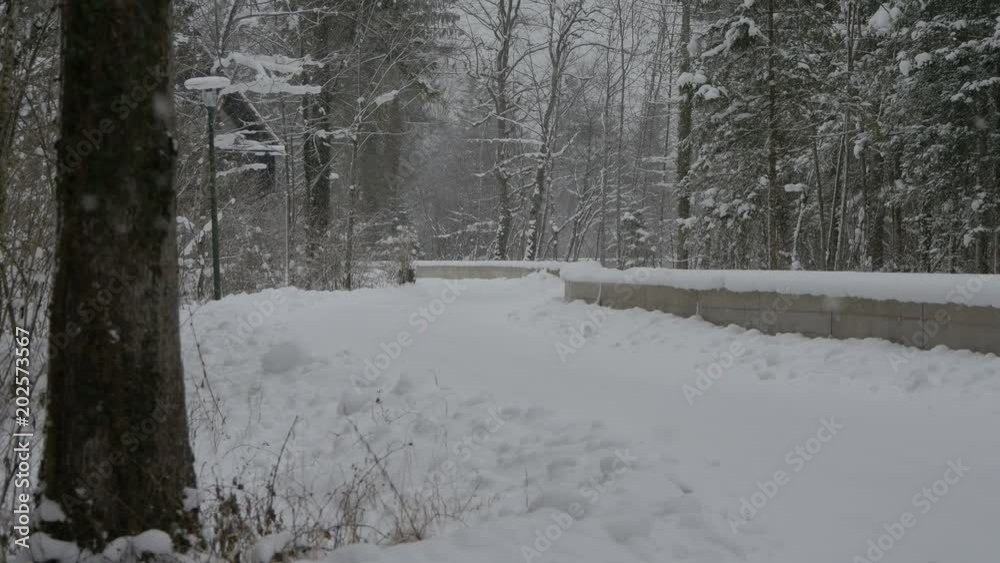 Alley in the forest during snowfall Alley in the forest during snowfall