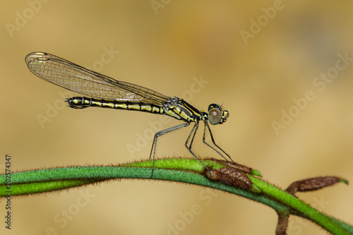 Image of Libellago lineata lineata dragonfly (Rhinocypha fenestrella) on a green branch. Family Chlorocyphidae. Insect. Animal,