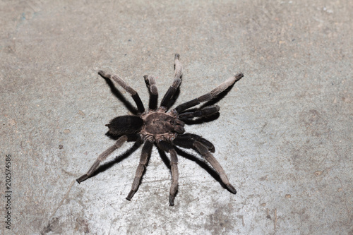 Spider on the floor, black curly-hair tarantula Brachypelma albopilosum