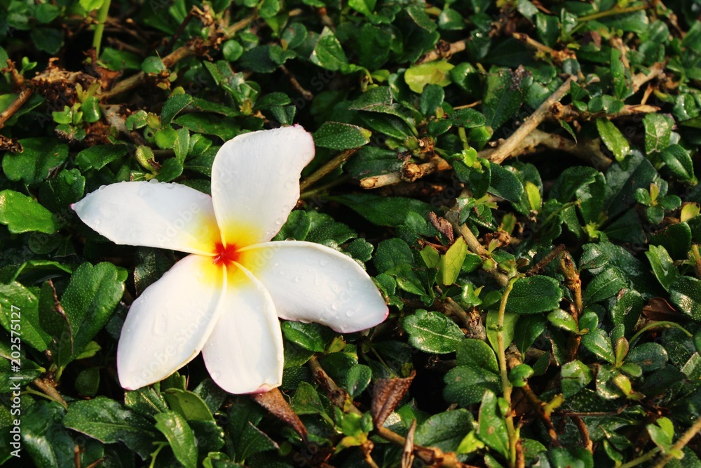 Fototapeta premium Plumeria flower with beautiful in the nature