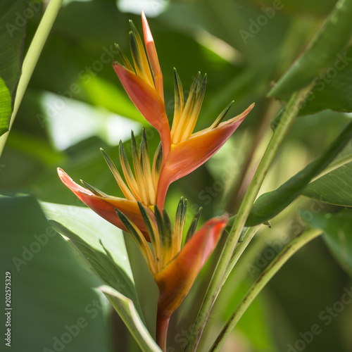 Flore des tropiques, Balisier ou Musaceae photo